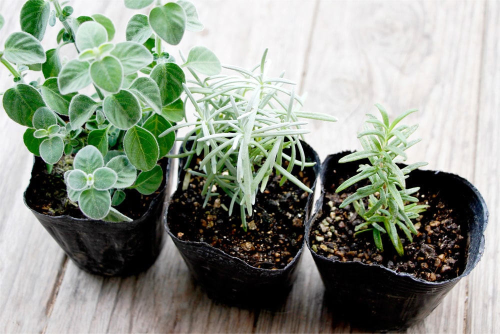 A guide to growing herbs at home: An easy method even for beginners