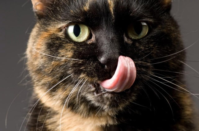 猫舌はなぜ猫なの？由来は江戸時代！治す方法も解説します