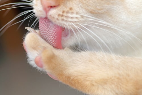 猫舌は存在しない！原因は思い込みと舌の使い方（食べ方）だった！